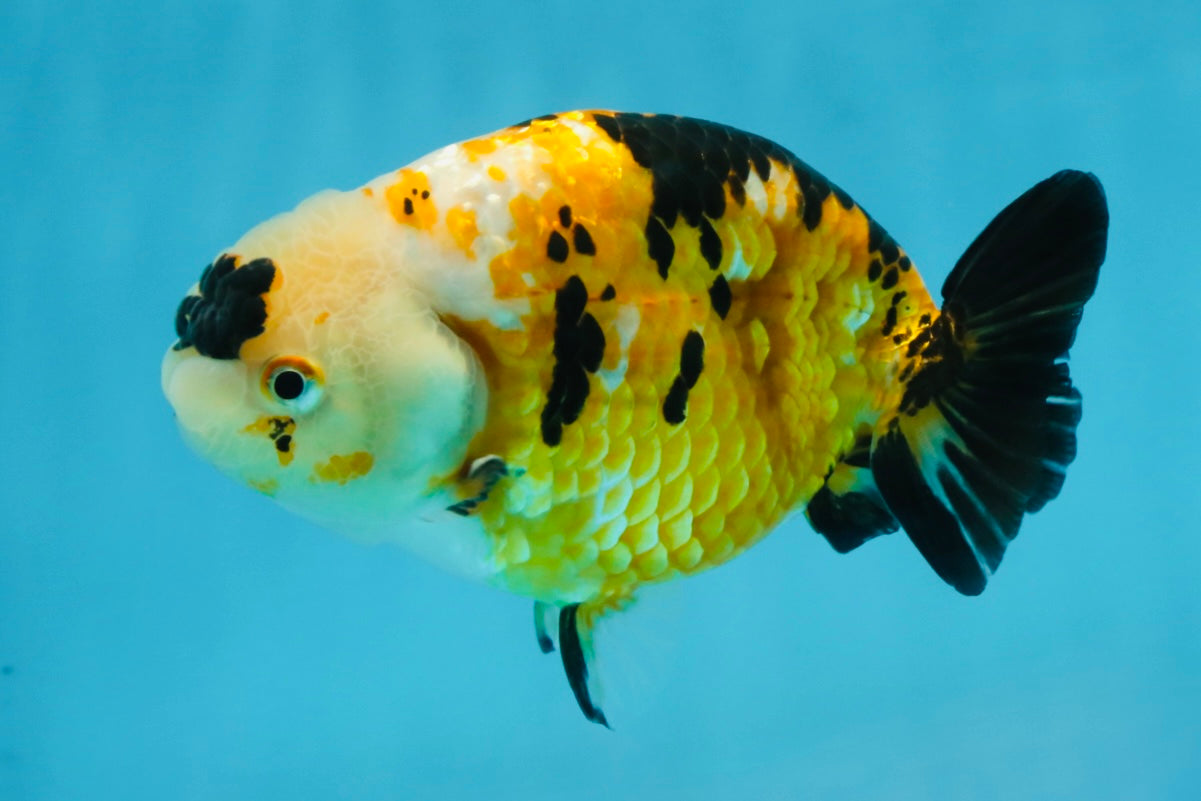 CHUBBY A Grade Chinese Tricolor Ranchu Male 4.5 inches #102425RC_02