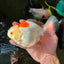 AAA Grade Giant Generation Orange White Oranda Male 6-6.5 inches #102524OR_06