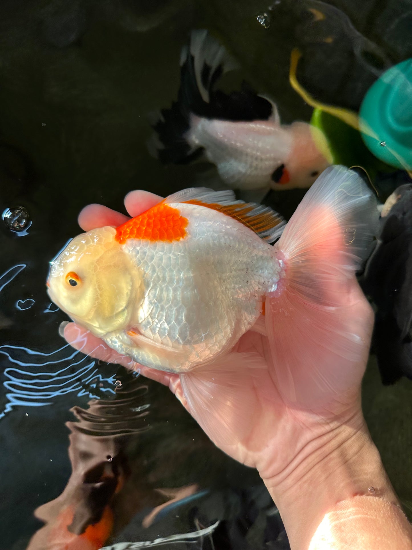 AAA Grade Giant Generation Orange White Oranda Male 6-6.5 inches #102524OR_06