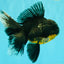 AAA Grade Long Fin Kirin Oranda Male 5.5-6 inches #062626OR_23