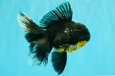 AAA Grade Long Fin Kirin Oranda Male 5.5-6 inches #062626OR_23