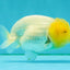 White LionChu Female 4 inches #050126LC_22
