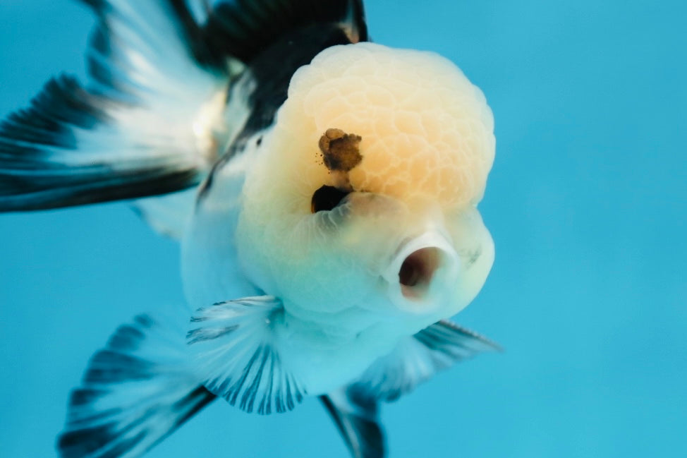 Grado A Panda Oranda Macho 4 pulgadas #0825OR_08