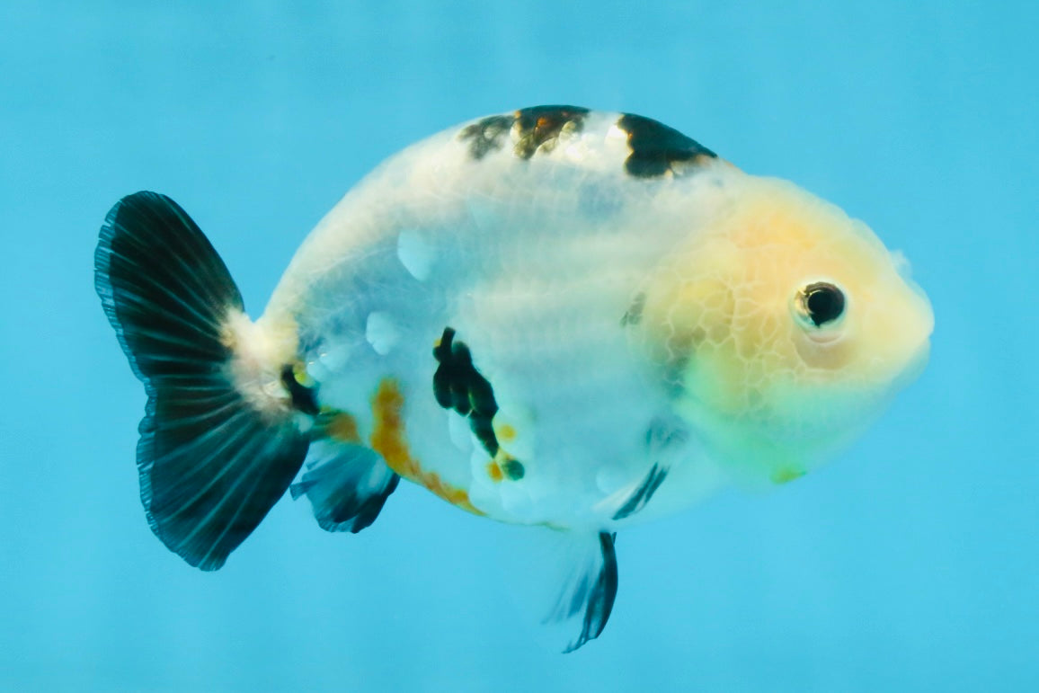 A Grade Calico Chinese Ranchu Female 4.5-5 inches #112125RC_16