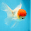 MARIO Red Cap Oranda Male 5-5.5 inches #072525OR_15