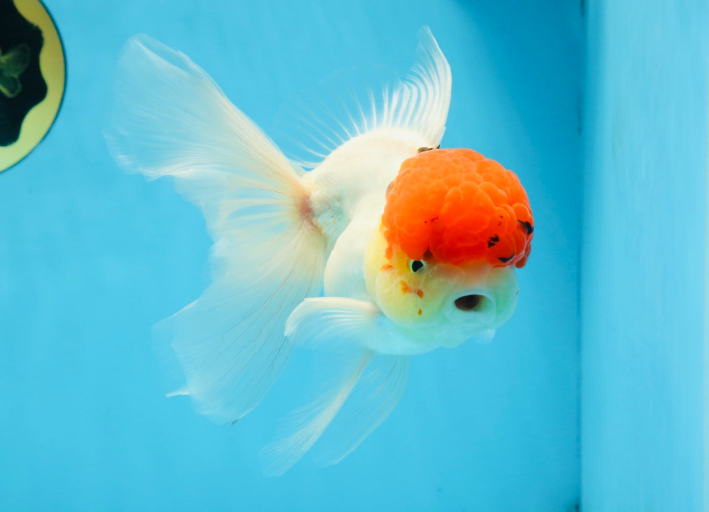 MARIO Red Cap Oranda Male 5-5.5 inches #072525OR_15