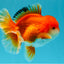 MARIO AAA Grade Red White Oranda Male 5.5 inches #030626OR_20