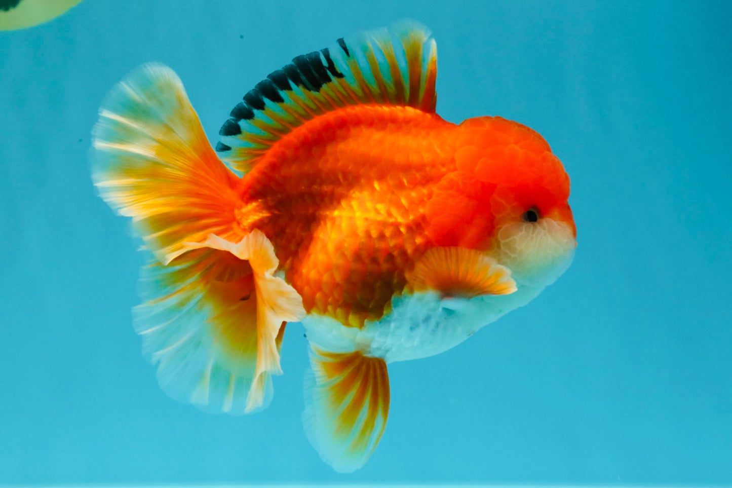 MARIO AAA Grade Red White Oranda Male 5.5 inches #030626OR_20