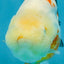 Sakura Chinese Ranchu Female 4.5 inches #121225RC_05
