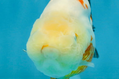 Sakura Chinese Ranchu Female 4.5 inches #121225RC_05