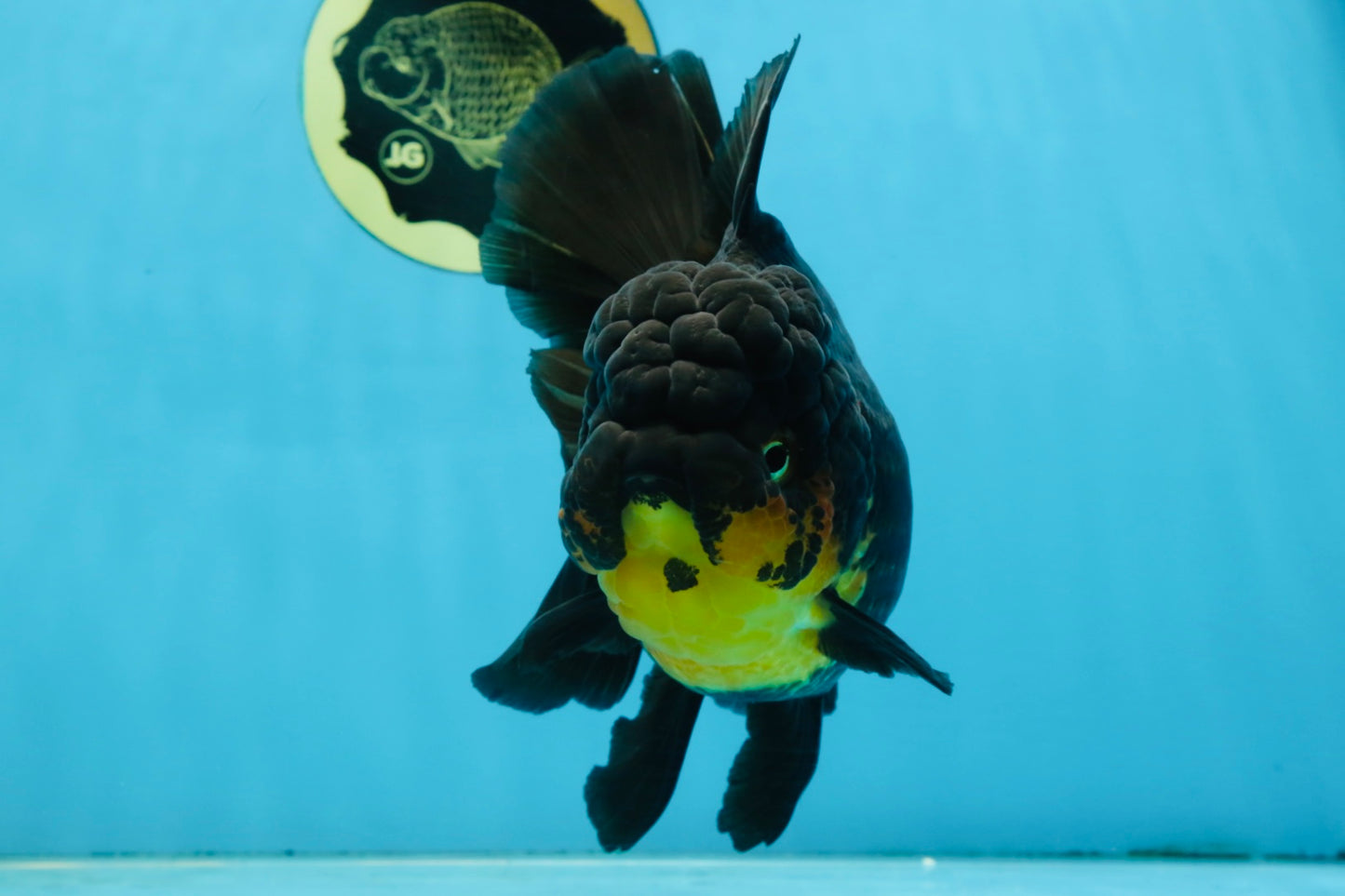 A Grade SPECIAL Apache Oranda Female 6-6.5 inches #091225OR_09