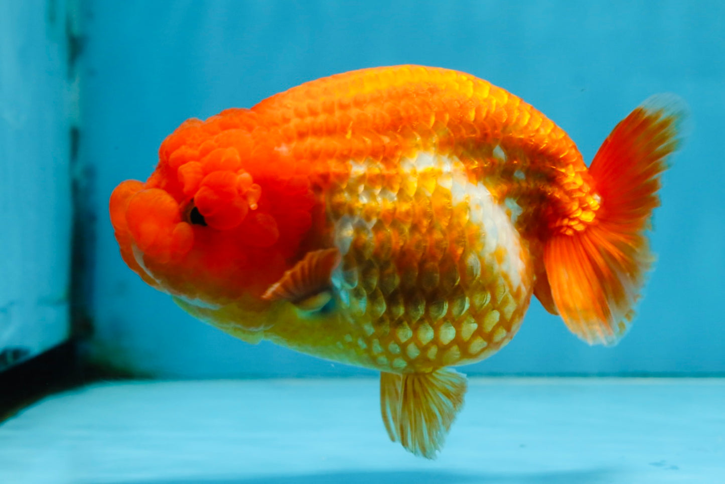 A Grade FLUFFY Red White LionQueen 5 inches #091925LC_24