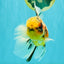 A Grade Sanke Oranda Male 6.5 inches #080726OR_20