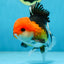 A Grade Tricolor Button Eyes Oranda Male 5 inches #080825OR_07