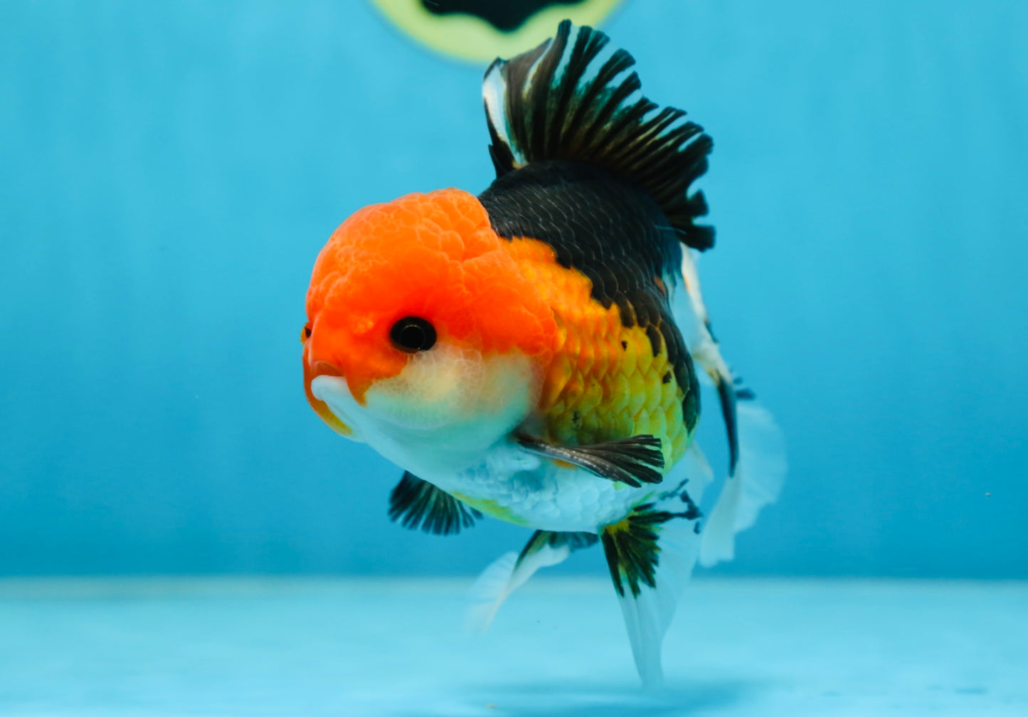 A Grade Tricolor Button Eyes Oranda Male 5 inches #080825OR_07