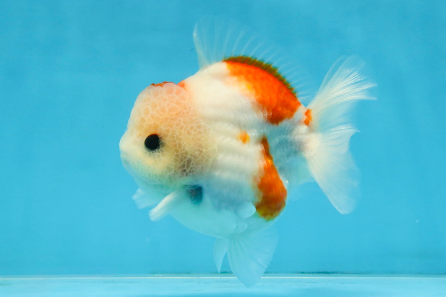 ADORABLE A Grade Sakura Yuanbao Male 4 inches #110725YB_10