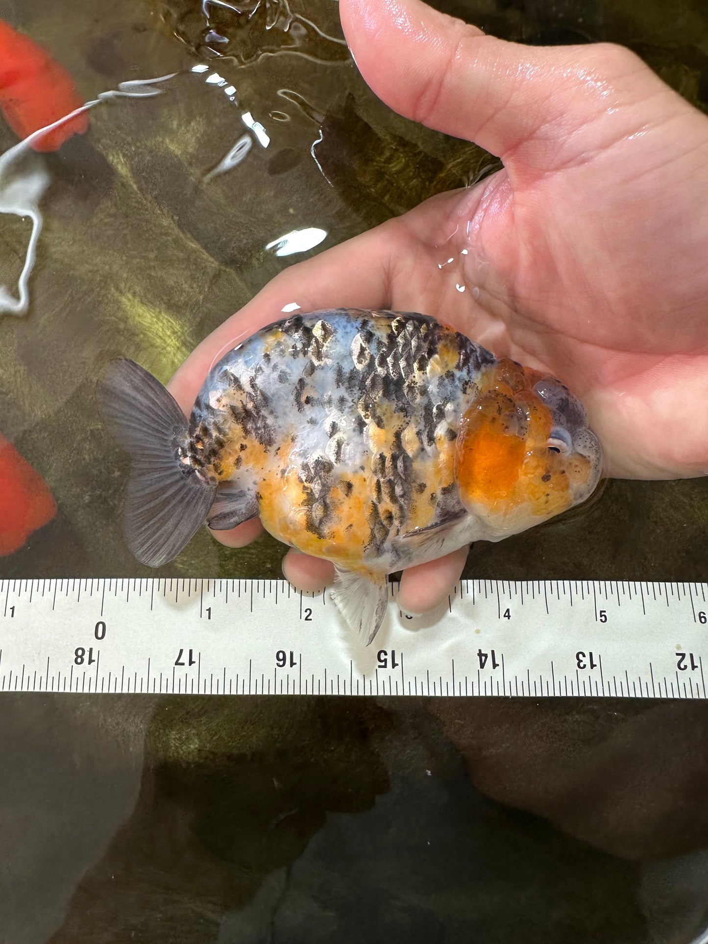 A Grade Tricolor Tiger LionKing 4.5-5 inches #062725LC_02