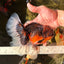 AAA Grade Dark Kirin Long Tail Oranda Male 6.5-7 inches #022726OR_09