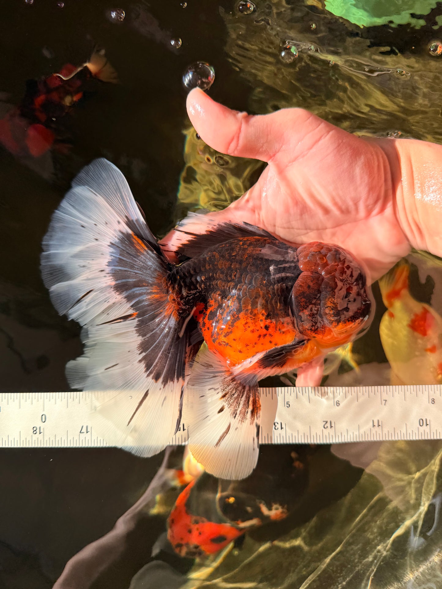 AAA Grade Dark Kirin Long Tail Oranda Male 6.5-7 inches #022726OR_09