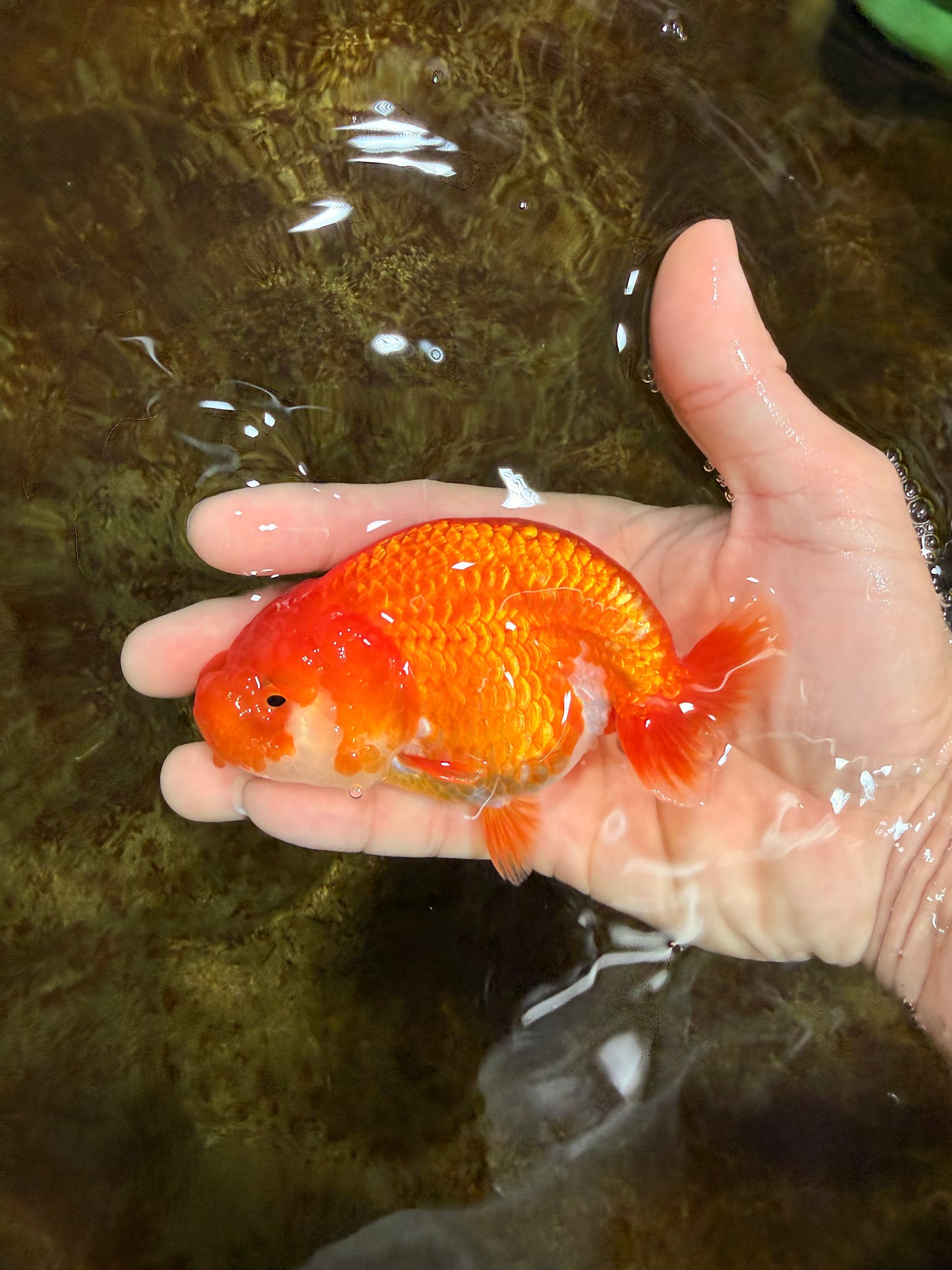 SUPER TOMATO A Grade Red White LionQueen 4.5 inches #120525LC_10