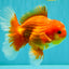 AAA Grade Red White Oranda Male 5.5 inches #080726OR_10