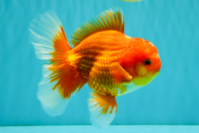 AAA Grade Red White Oranda Male 5.5 inches #080726OR_10