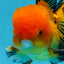 Macho Apache Oranda de grado A de 5 pulgadas n.° 0906OR_32