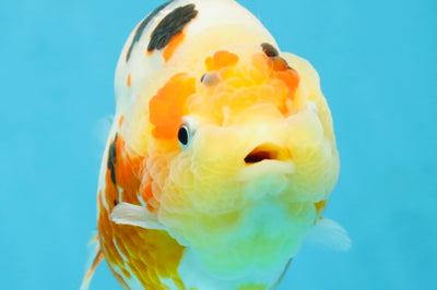 AAA Grade Tricolor Milk Cow Ranchu Female 5 inches #101025RC_15