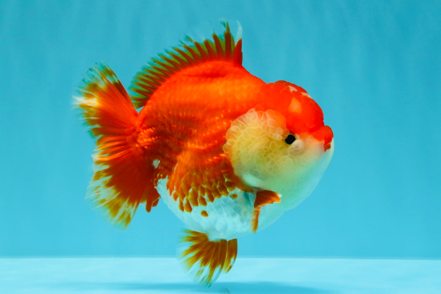 AAA Grade Godzilla Red White Yuanbao Female 5-5.5 inches #030626YB_12