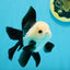 A Grade Panda Button Eyes Oranda Male 5-5.5 inches #120624OR_05