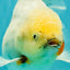 A Grade Marble Oranda Male 5.5-6 inches #062626OR_31