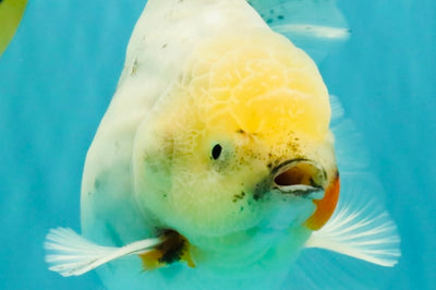 A Grade Marble Oranda Male 5.5-6 inches #062626OR_31