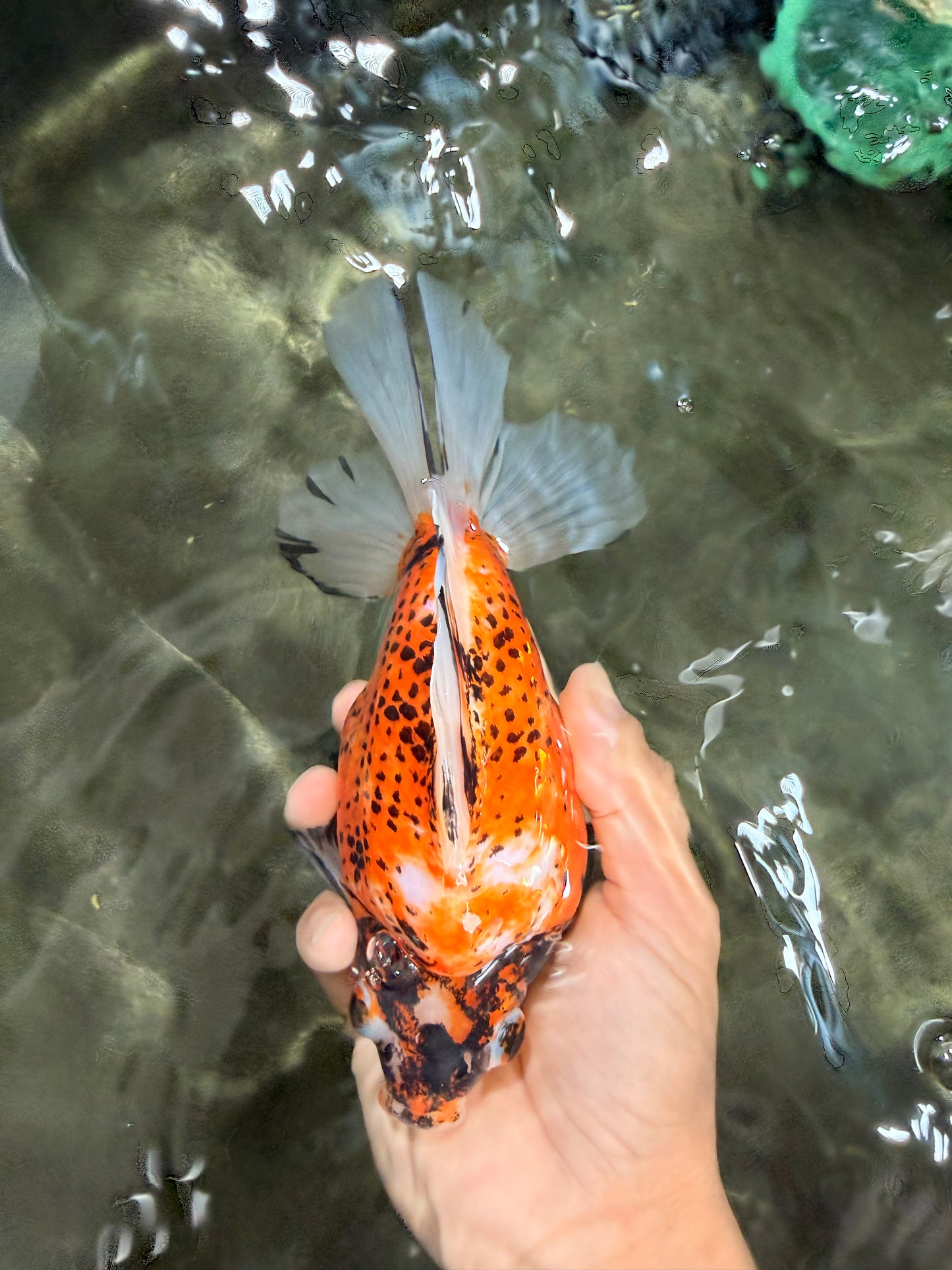 AAA Grade Indonesia Polkadot Broadtail Sakura Ryukin Female 7 inches #073126RK_05