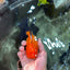 Black Red (Apache) Oranda Female 5.5 inches #102624OR_13