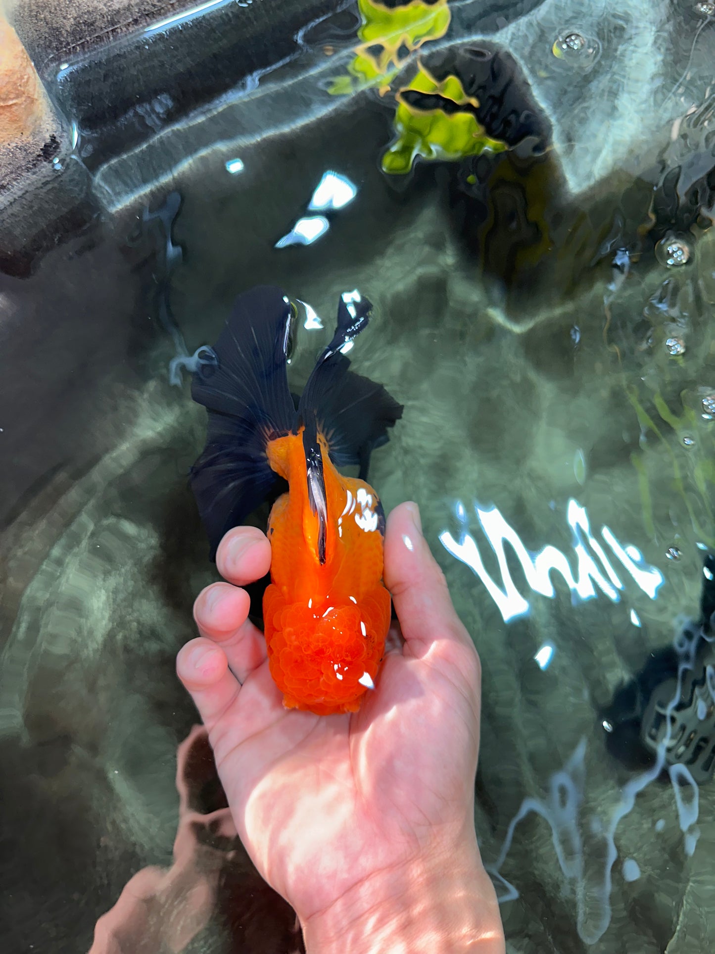 Black Red (Apache) Oranda Female 5.5 inches #102624OR_13