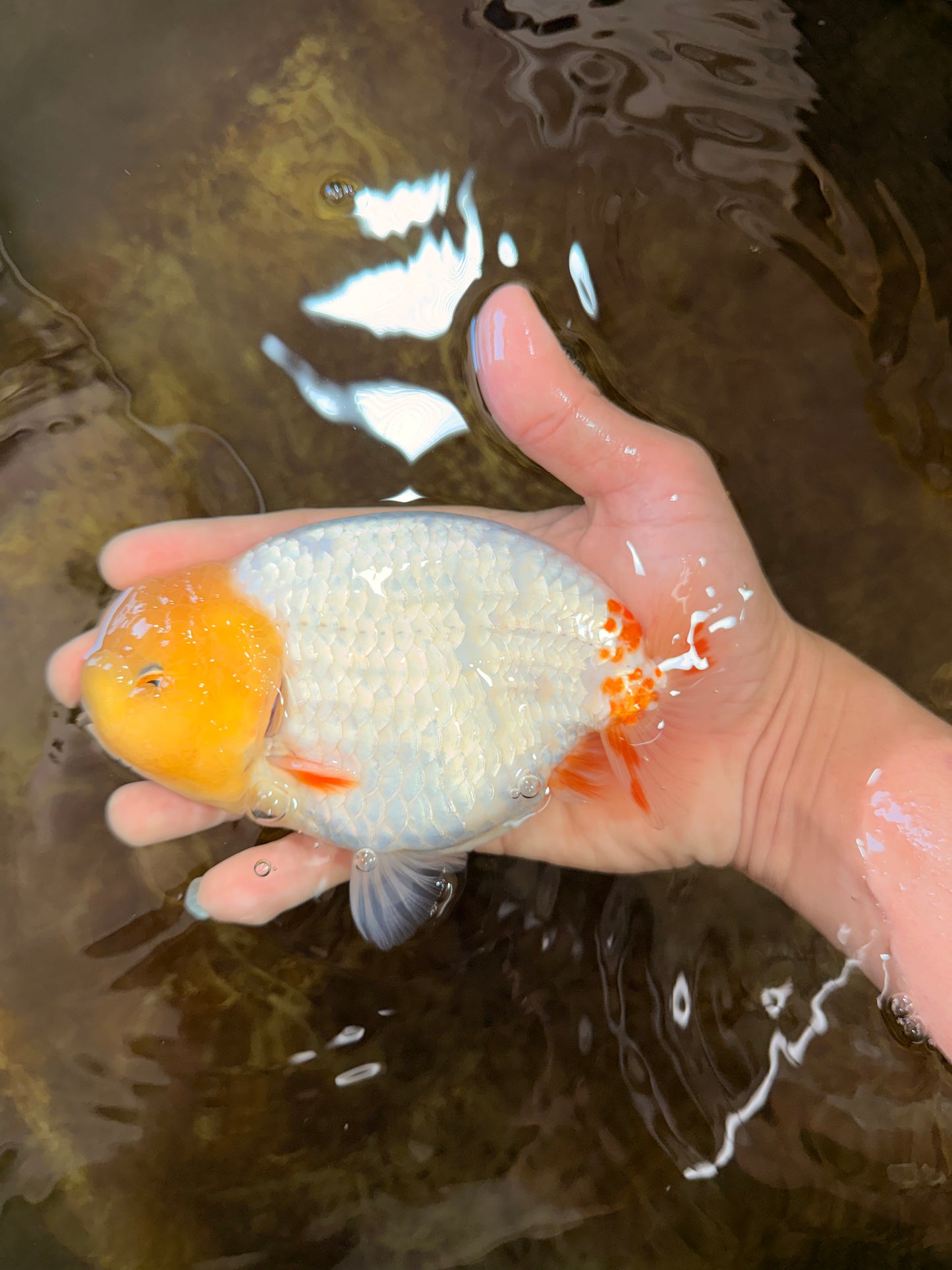 AAA Grade Strong Body Structure Lemonhead LionKing 5.5 inches #101025LC_18