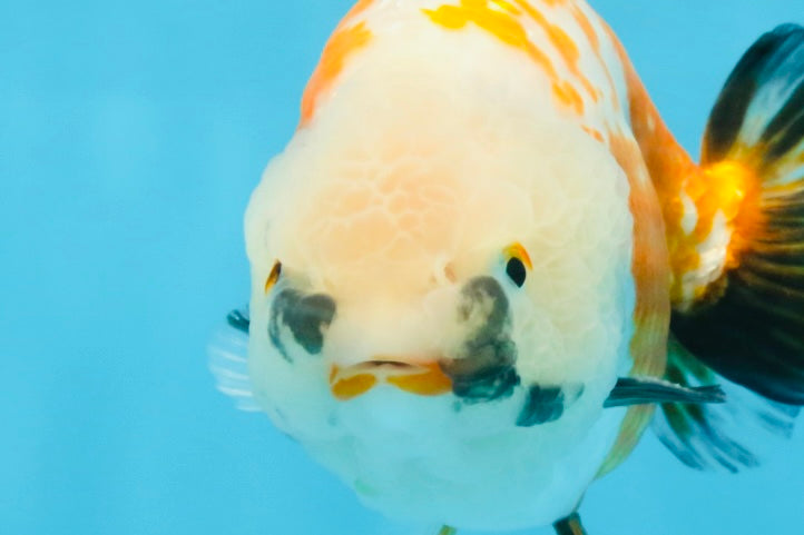 A Grade Tricolor LionKing 5-5.5 inches #112125LC_01