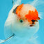 A Grade Tricolor Oranda Male 5.5 inches #070425OR_17