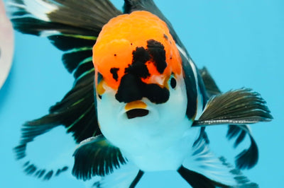 Oranda femelle tricolore de catégorie AAA à belle queue, 5,5 à 6 pouces #0614OR_24