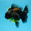 A Grade CHONKY Kirin Oranda Female 6.5 inches #072525OR_20
