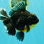 AAA Grade Jumbo Bloodline Kirin Oranda Male 7.5 inches #061926OR_05