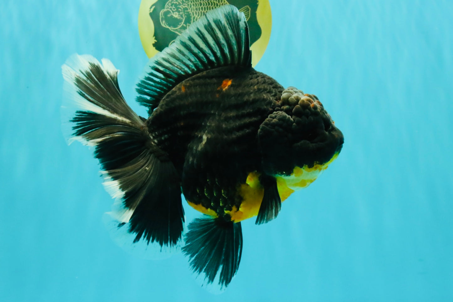 AAA Grade Jumbo Bloodline Kirin Oranda Male 7.5 inches #061926OR_05