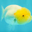 BEAUTY A Grade White LionQueen 4-4.5 inches #050826LC_16