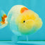 Red White LionChu Female 4.5-5 inches #050826LC_17