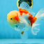 A Grade FLUFFY WEN Sakura Oranda Female 6  inches #091225OR_14