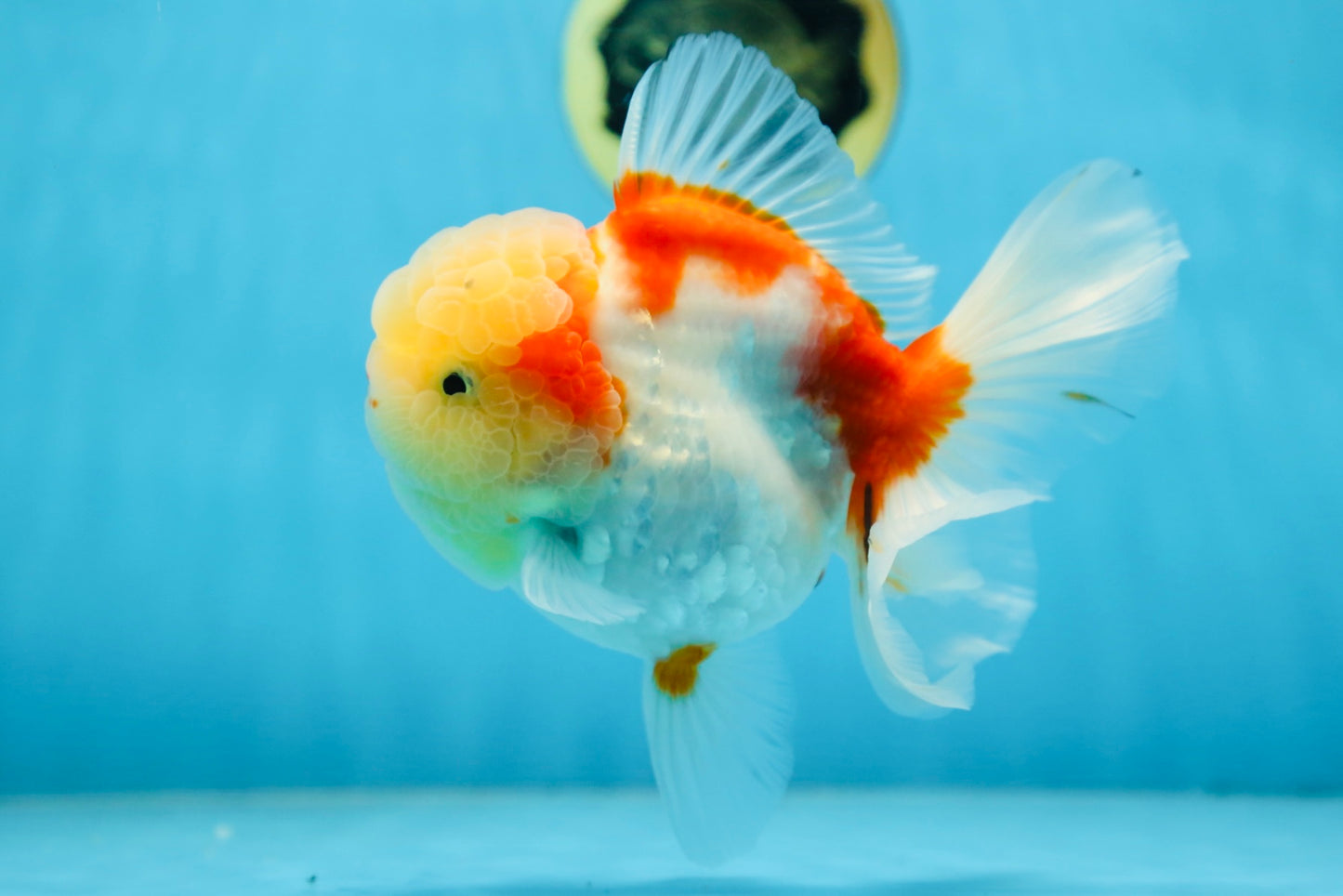 A Grade FLUFFY WEN Sakura Oranda Female 6  inches #091225OR_14