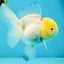 A Grade Snow White Oranda Female 5 inches #042525OR_03