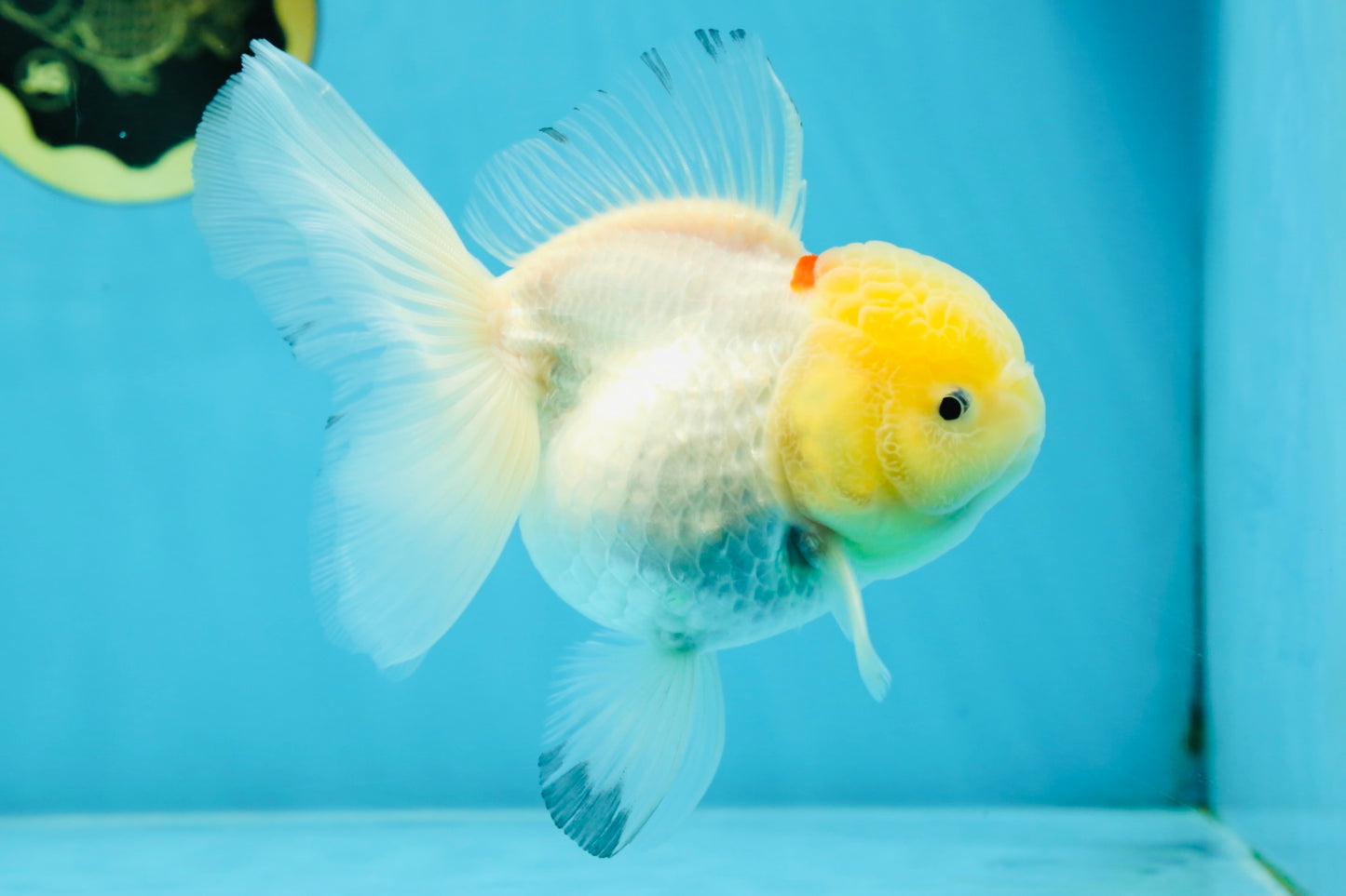 A Grade Snow White Oranda Female 5 inches #042525OR_03