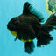 KING KONG AAA Grade Broadtail Dark Kirin Oranda Female 7.5 inches #080726OR_01