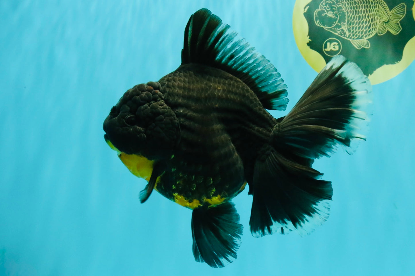 KING KONG AAA Grade Broadtail Dark Kirin Oranda Female 7.5 inches #080726OR_01